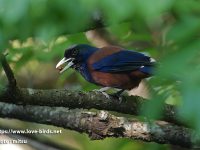 奄美大島探鳥③ルリカケス