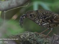 奄美大島探鳥①オオトラツグミ