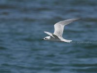 海岸のハシブトアジサシ