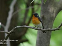 ムギマキ成鳥雄