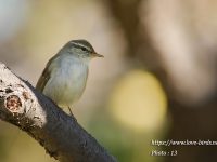 公園のオオムシクイ