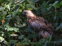 ミミズを食べるノスリ幼鳥