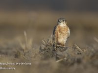 コチョウゲンボウ雄成鳥