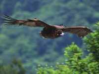 クロハゲワシ幼鳥