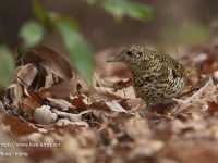 公園散歩1時間で撮った野鳥