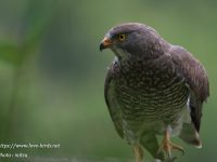 奄美大島2019⑤サシバ雄成鳥