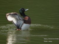 アカハジロの雄の生殖羽