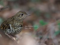 警戒心のないトラツグミ