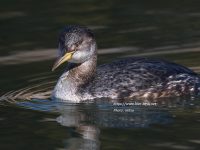 公園のアカエリカイツブリ