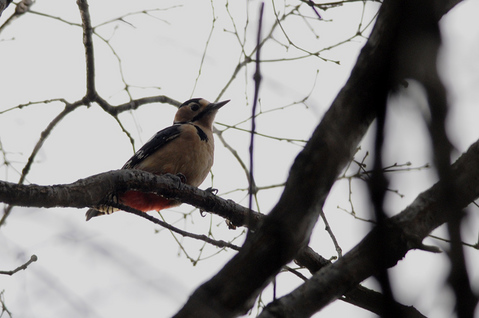 DSC_0683_1
