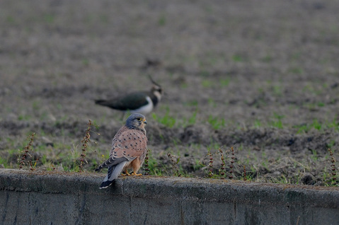 DSC_5038