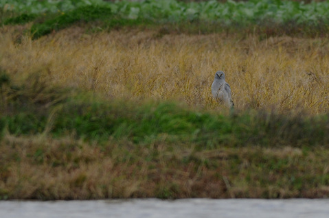 DSC_9690