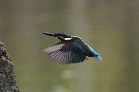 DSC_1874_1
