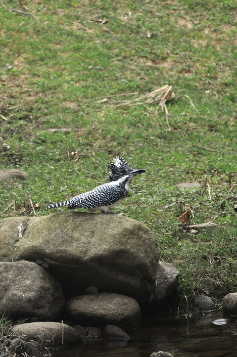 DSC_9960
