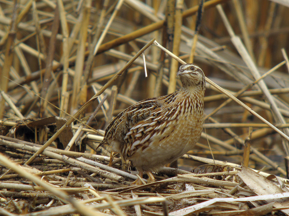 ウズラずらっ Love Birds Net