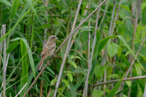 DSC_9714
