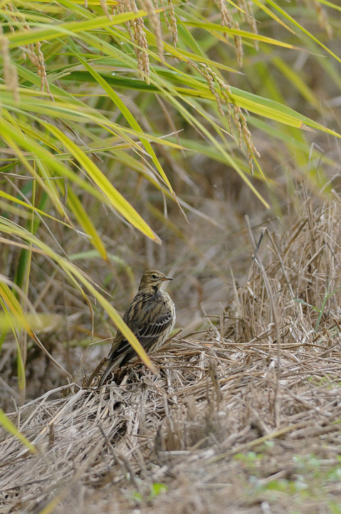 DSC_1368