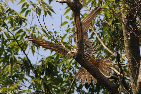 DSC_3610_1