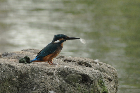 DSC_2086_1