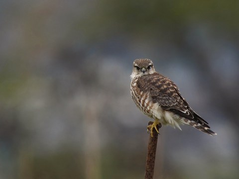 IMG_4331