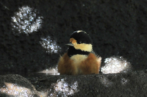 DSC_5426_1