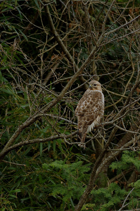 DSC_2332