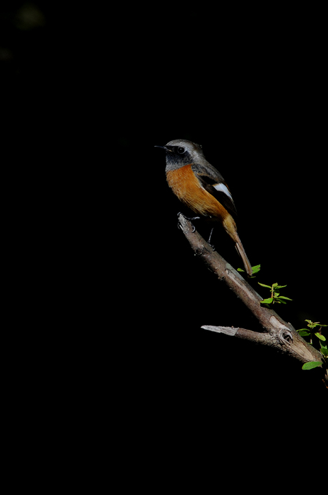 DSC_5525