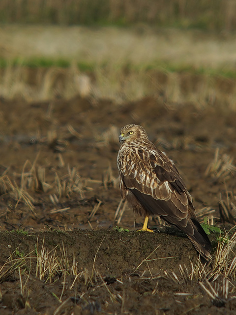 IMG_2376raw