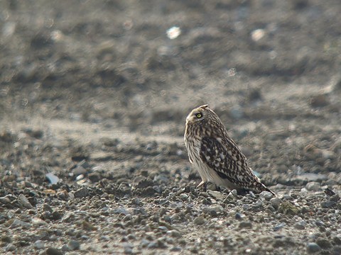 IMG_3457a