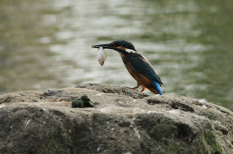 DSC_1949_1