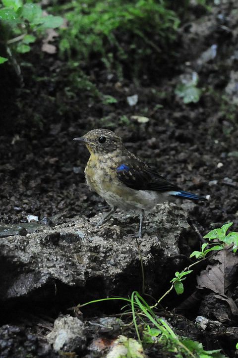 DSC_6455_1