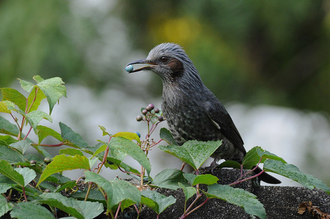 DSC_9068_1
