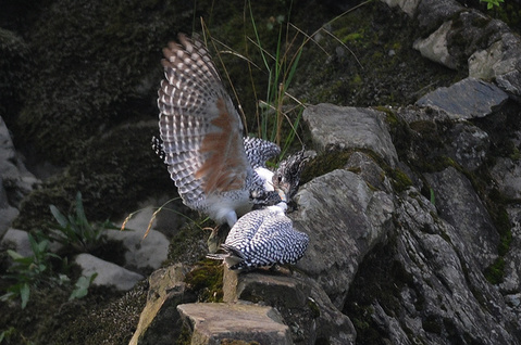 DSC_9539_1